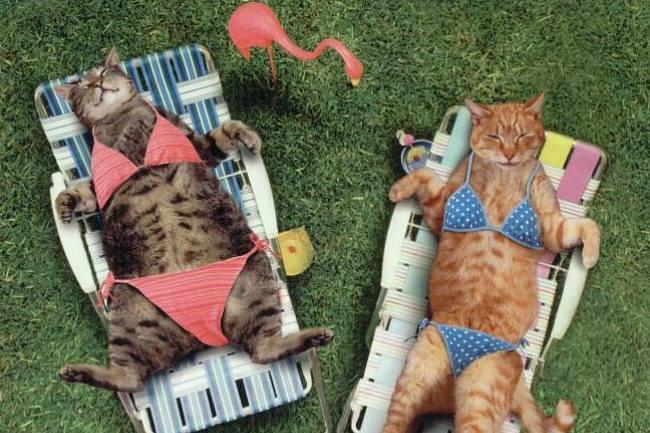 Qui connaît un magasin où je pourrais trouver des maillots de bain de bonne qualité et à des prix abordables ?