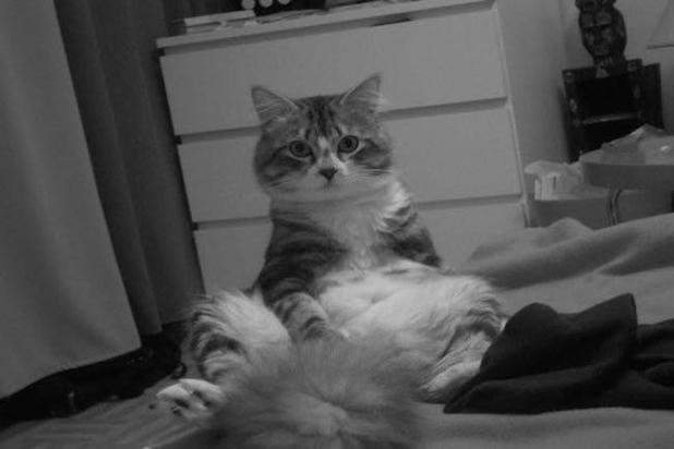 [La question o&#xF9; votre admin montre son chat Jack] Qui conna&#xEE;t des endroits o&#xF9; l&#x27;on donne des chatons ? Refuges ou autre solution ? J&#x27;&#xE9;tais jusqu&#x27;&#xE0; pr&#xE9;sent avec un compagnon allergique, mais je ne vais plus me priver d&#xE9;sormais :)