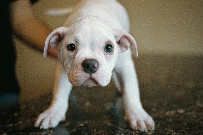 Qui conna&#xEE;t un bon v&#xE9;t&#xE9;rinaire sur Bruxelles ? Mon petit chien bo&#xEE;te !