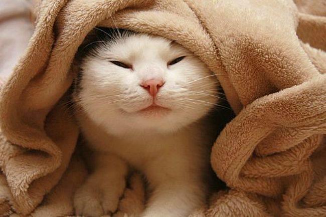 Qui conna&#xEE;t un magasin qui vend des plaids doux et chauds pour affronter l&#x27;arriv&#xE9;e de l&#x27;hiver ?