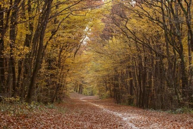 Qui conna&#xEE;t un bon endroit &#xE0; maximum 1h de route de Bruxelles pour se promener en famille et profiter des jolies couleurs de l&#x27;automne ?