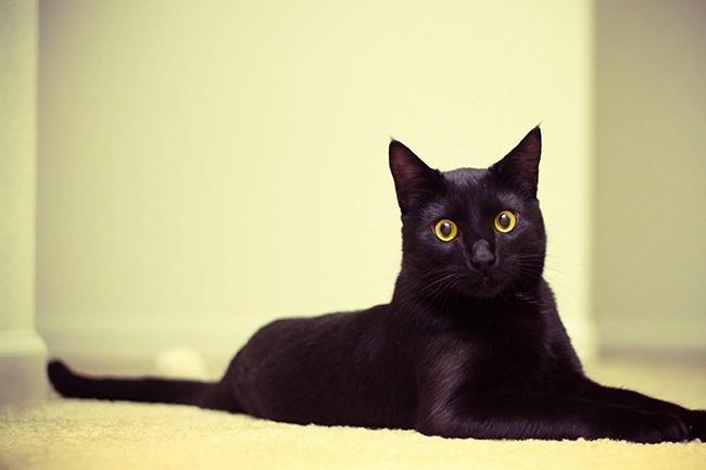 Qui connaît un bon refuge pour chats où ils seront bien traités pendant l'absence de leur bien aimé humain ?