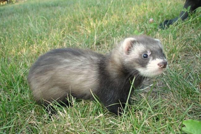 Qui connaît un véto spécialisé dans les nouveaux animaux de compagnie ? Merci !