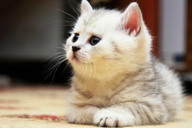 Qui connaît un bon vétérinaire pour chats sur Liège ? Je vais adopter ma première boule de poils et je ne sais pas qui choisir !