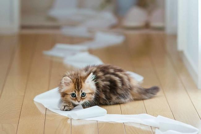 Qui connaît un bon vétérinaire qui pratique la stérilisation précoce ? C'est pour une portée de chatons trouvés que l'on souhaite faire adopter.