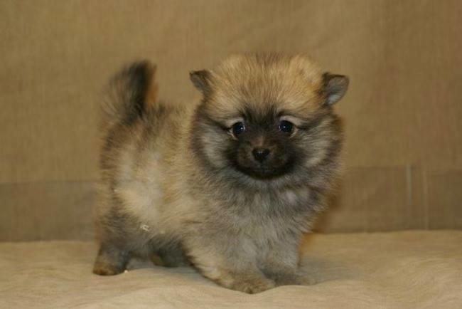 Qui connaît un bon élevage de Spitz nains, digne de qualité et de confiance, histoire de ne pas tomber sur un chiot malade ?