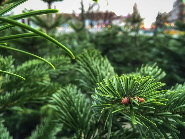 Qui sait où je peux acheter un sapin Nordmann d'une très bonne qualité sur Liège et/ou alentours ? Merci !