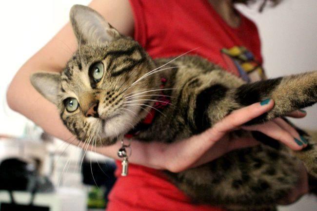 [La question où votre admin montre son chat Boris] Qui connaît des endroits où l'on donne des chatons ? J'étais jusqu'à présent avec une compagne allergique, mais je ne vais plus me priver désormais :-) !