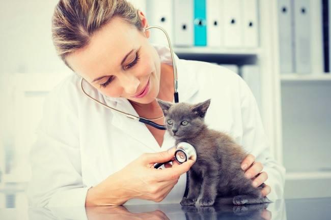 Qui connaît un bon vétérinaire (aimant les animaux 😉) qui se déplace à domicile sur Liège ville? Merci !