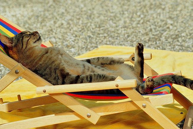 Qui connaît une personne professionnelle de confiance qui passe à domicile pour nourrir un adorable chat ? Pour une durée d'une semaine ce mois-ci avec un passage un jour sur deux à Namur...