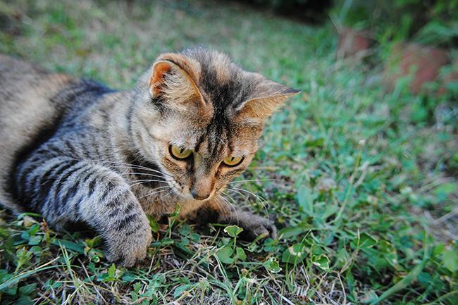 [La question où votre admin montre son chat Smirnoff] Qui connaît des endroits où l'on donne des chatons ? Refuges ou autre solution ? Je peux enfin me permettre d'en prendre un !
